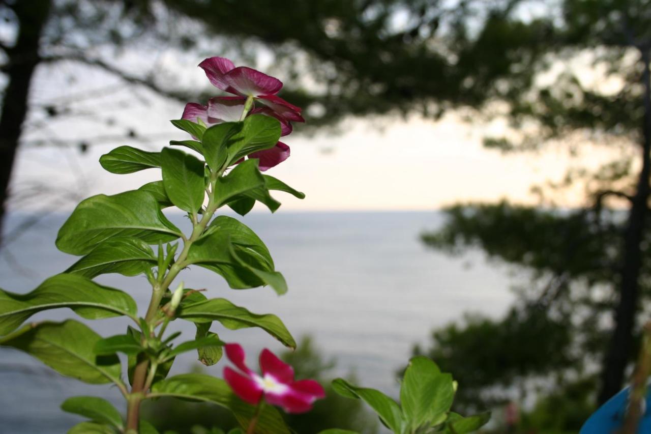 Apartments Rotim, Mljet, Sutmiholjska Babino Polje ภายนอก รูปภาพ
